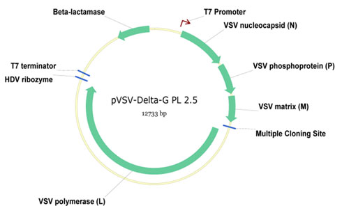 pVSV-DeltaG-GFP-2.6